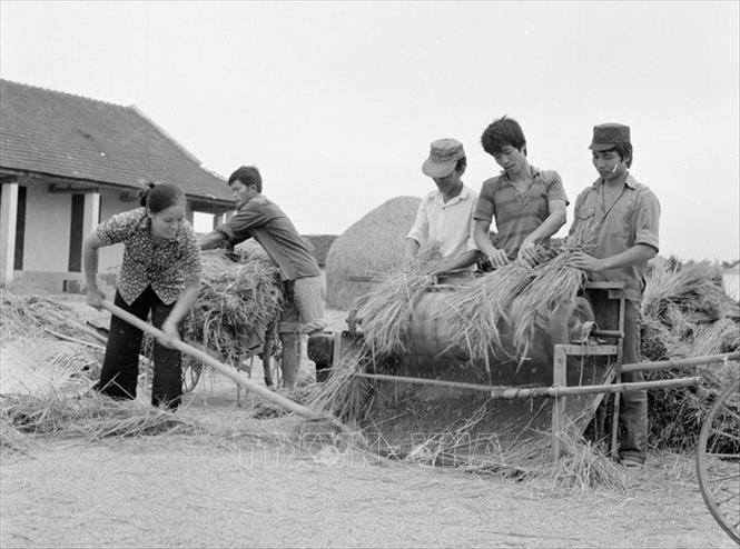 Từ chỗ thiếu ăn triền miên, năm 1989 còn phải nhập hơn 45 vạn tấn gạo, Việt Nam đã vươn lên đáp ứng nhu cầu trong nước, có dự trữ và xuất khẩu, góp phần quan trọng ổn định đời sống nhân dân và cải thiện cán cân xuất nhập khẩu. Trong ảnh: Nông dân Vĩnh Phúc sử dụng máy tuốt lúa để nâng cao năng suất thu hoạch. Ảnh: Đình Na - TTXVN