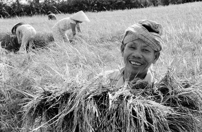 Từ chỗ thiếu ăn triền miên, năm 1989 còn phải nhập hơn 45 vạn tấn gạo, Việt Nam đã vươn lên đáp ứng nhu cầu trong nước, có dự trữ và xuất khẩu, góp phần quan trọng ổn định đời sống nhân dân và cải thiện cán cân xuất nhập khẩu. Trong ảnh: Niềm vui được mùa của người nông dân Việt Nam sau khi đất nước bước vào thời kỳ Đổi mới. Ảnh: TTXVN
