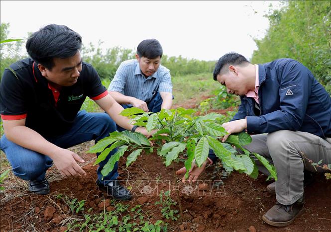 Trong ảnh: Chương trình tái canh cà phê gắn với phát triển bền vững ở tỉnh Đắk Lắk được Công ty Nestle Việt Nam phối hợp với Viện Khoa học kỹ thuật nông lâm nghiệp Tây nguyên hỗ trợ hơn 26 triệu cây giống cà phê cho 51.000 hộ nông dân sản xuất, áp dụng các kỹ thuật mới góp phần giảm chi phí, tăng thu nhập hơn 30% . Ảnh: Vũ Sinh – TTXVN