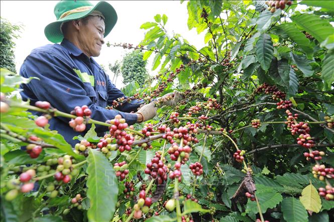 Trong ảnh: Vườn cà phê tham gia dự án giúp tiết kiệm 40% lượng nước tưới. Ảnh: Vũ Sinh – TTXVN