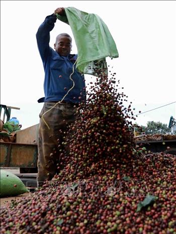 Trong ảnh: Vườn cà phê tham gia dự án cho năng suất đạt 4,5 - 5 tấn/ha, cao hơn năng suất bình quân của cả nước (2,6 tấn/ha). Ảnh: Vũ Sinh – TTXVN