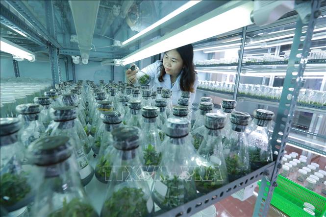 Trong ảnh: Đến nay, dự án tái canh cà phê gắn với phát triển bền vững đã cung cấp khoảng 46 triệu cây giống kháng bệnh cho năng suất cao. Ảnh: Vũ Sinh – TTXVN