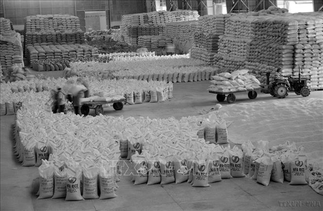 Nghị quyết số 10 của Đảng (4/1988) về Đổi mới quản lý kinh tế nông nghiệp (gọi tắt là Khoán 10) lập tức giải phóng sức sản xuất. Ngay năm đó, cả nước không phải nhập khẩu lương thực, và từ năm 1989, gạo Việt Nam bắt đầu xuất khẩu, góp mặt vào thị trường toàn cầu. Ngành nông nghiệp đã giải quyết vững chắc vấn đề lương thực, đảm bảo an ninh lương thực quốc gia, đưa Việt Nam từ nước thiếu lương thực trở thành nước xuất khẩu gạo hàng đầu thế giới. Ảnh: TTXVN