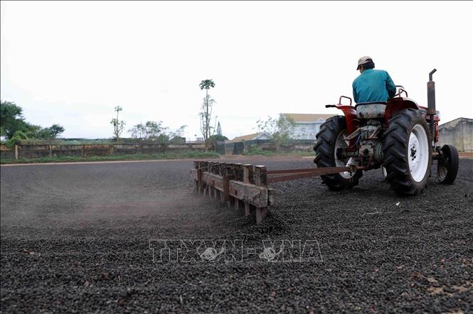 Trong ảnh: Vườn cà phê tham gia dự án giúp tiết kiệm 40% lượng nước tưới, giảm 20% lượng phân bón hóa học và thuốc trừ sâu, cho năng suất đạt 4,5 - 5 tấn/ha, cao hơn năng suất bình quân của cả nước (2,6 tấn/ha). Ảnh: Vũ Sinh – TTXVN