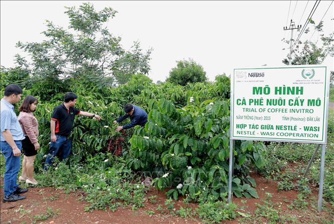 Trong ảnh: Chương trình tái canh cà phê gắn với phát triển bền vững ở tỉnh Đắk Lắk được Công ty Nestle Việt Nam phối hợp với Viện Khoa học kỹ thuật nông lâm nghiệp Tây nguyên hỗ trợ  hơn 26 triệu cây giống cà phê cho 51.000 hộ nông dân sản xuất. Ảnh: Vũ Sinh – TTXVN