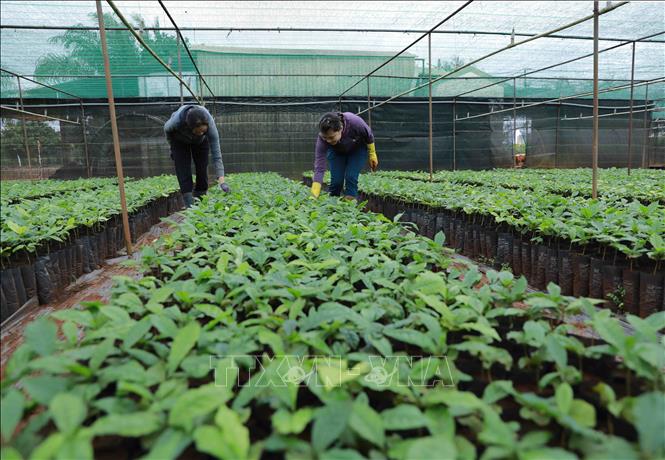 Trong ảnh: Đến nay, dự án tái canh cà phê gắn với phát triển bền vững đã cung cấp khoảng 46 triệu cây giống kháng bệnh cho năng suất cao cho nông dân để trồng tái canh được 46.000 ha diện tích cà phê già cỗi ở Tây Nguyên. Ảnh: Vũ Sinh – TTXVN