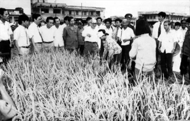 Trong ảnh: Chủ tịch Hội đồng Nhà nước Võ Chí Công đi thăm cánh đồng lúa của xã Nguyên Xá (Đông Hưng, Thái Bình). Ông là một trong những lãnh đạo cấp cao của Đảng đóng vai quan trọng trong việc nghiên cứu, tổng kết thực tiễn để Trung ương ban hành “Chỉ thị 100”, đổi mới toàn diện nông nghiệp Việt Nam trong thời kỳ Đổi mới. Ảnh: TTXVN