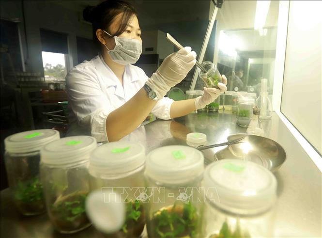 Trong ảnh: Dự án tái canh cà phê gắn với phát triển bền vững đã cung cấp khoảng 46 triệu cây giống kháng bệnh cho năng suất cao. Ảnh: Vũ Sinh – TTXVN