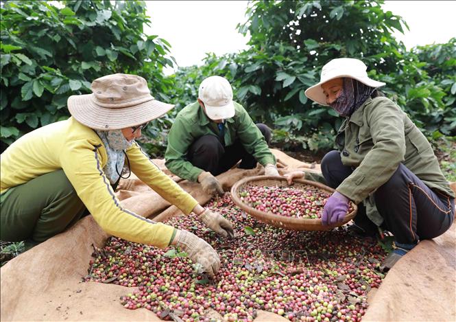 Trong ảnh: Sản lượng cà phê niên vụ 2019 - 2020 đạt gần khoảng 476.420 tấn. Ảnh: Vũ Sinh – TTXVN
