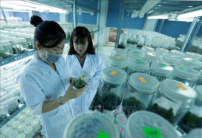 Trong ảnh: Dự án tái canh cà phê gắn với phát triển bền vững đã cung cấp khoảng 46 triệu cây giống kháng bệnh cho năng suất cao. Ảnh: Vũ Sinh – TTXVN