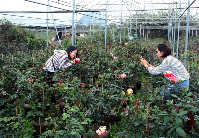 Trong ảnh: Nhiều bạn trẻ tranh thủ thời tiết đẹp đến thăm quan những vườn hoa và lưu giữ lại những hình ảnh đẹp. Ảnh: Phạm Kiên - TTXVN