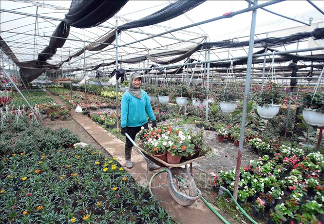 Trong ảnh: Người dân Xã Phụng Công (Văn Giang, Hưng Yên) chăm sóc hoa chuẩn bị phục vụ thị trường Tết nguyên đán Tân Sửu 2021. Ảnh: Phạm Kiên - TTXVN