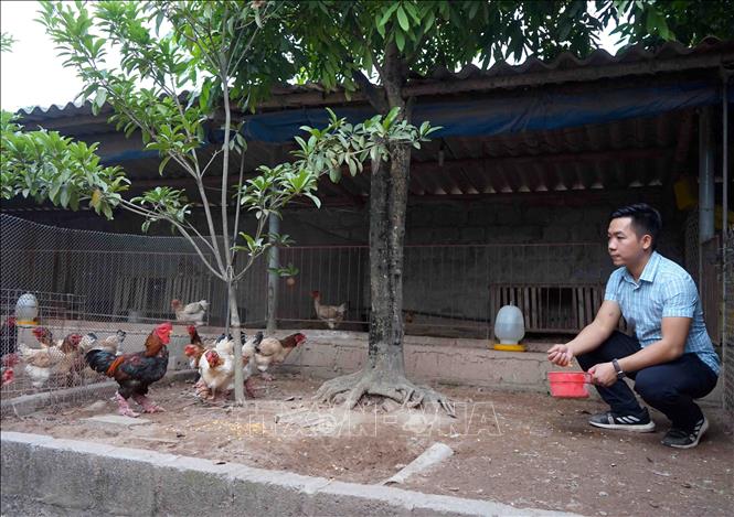 Hiệu quả mô hình nuôi gà Đông Tảo ở Cư Jút
