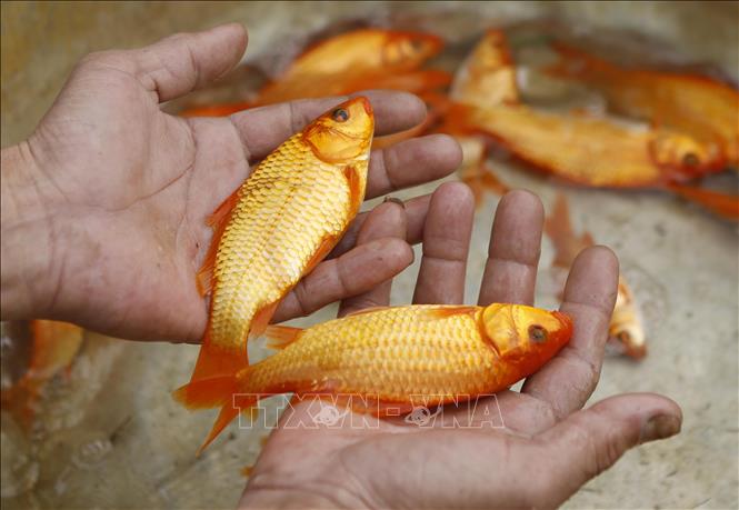 Trong ảnh: Những con cá chép có màu đỏ được nuôi tại ao cá xã Yên Lập (Vĩnh Tường, Vĩnh Phúc). Ảnh: Hoàng Hùng - TTXVN
