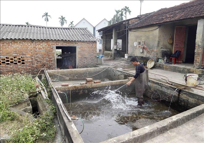 Trong ảnh: Vệ sinh bể chứa chuẩn bị cho ngày xuất bán cá chép đỏ dịp 23 tháng Chạp. Ảnh: Hoàng Hùng - TTXVN
