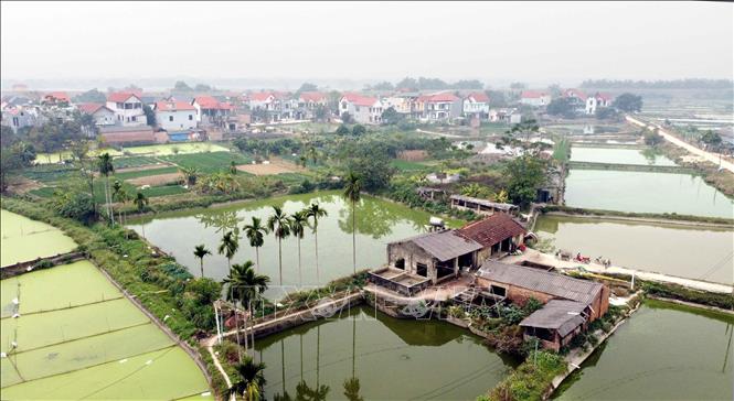 Trong ảnh: Diện tích nuôi các chép đỏ tại xã Yên Lập (Vĩnh Tường, Vĩnh Phúc). Ảnh: Hoàng Hùng - TTXVN