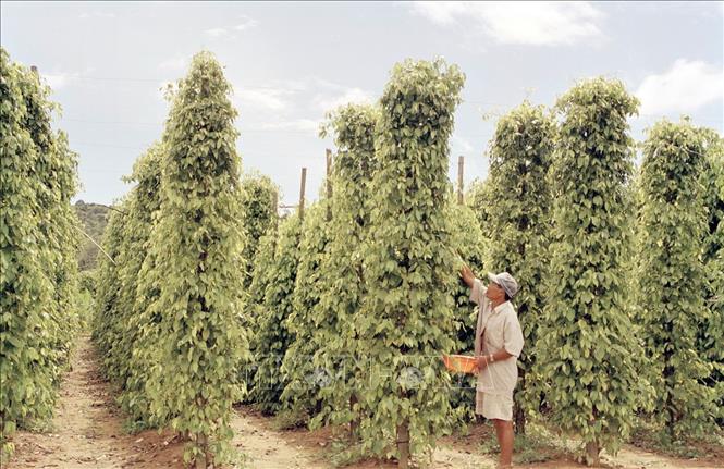 Trong ảnh: Phát triển trồng cây hồ tiêu ở huyện đảo Phú Quốc, tỉnh Kiên Giang (năm 2003). Ảnh: Thanh Phàn - TTXVN