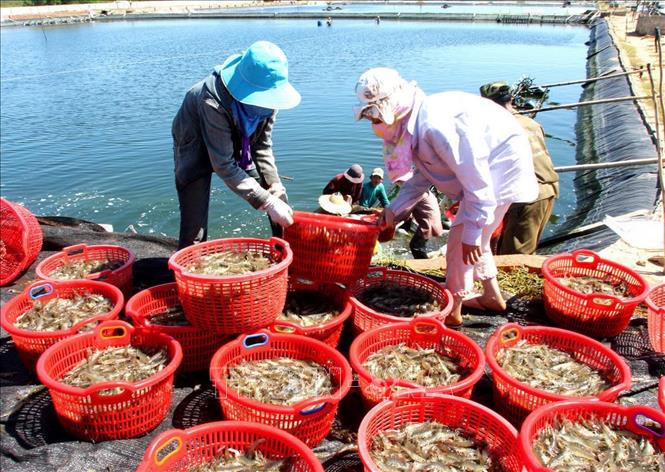 Trong ảnh: Thu hoạch tôm thẻ chân trắng tại Công ty TNHH thuỷ sản Hưng Biển (Quảng Bình). Ảnh: Huy Hùng – TTXVN