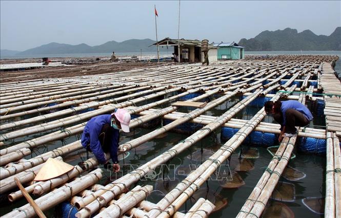Trong ảnh: Phát triển nuôi Tu hài giống ở Quảng Ninh. Ảnh: Huy Hùng – TTXVN