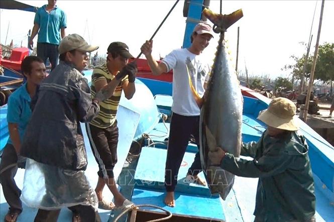 Năng suất lao động cải thiện rõ nét, đến năm 2020 tăng gần 1,5 lần so với năm 2015, tốc độ tăng bình quân giai đoạn 2016 - 2020 ước đạt 5,8%/năm, cao hơn giai đoạn 2011 - 2015 và vượt mục tiêu đề ra. Trong ảnh: Đánh bắt cá ngừ đại dương là một thế mạnh trong khai thác thủy sản của Bình Định. Ảnh: Nguyên Linh - TTXVN
