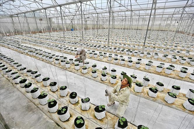 Phát triển nông nghiệp công nghệ cao, nông nghiệp sạch, hữu cơ được chú trọng, từng bước chuyển đổi sang cây trồng, vật nuôi có năng suất, chất lượng và hiệu quả cao. Trong ảnh: Công ty CP đầu tư và xây dựng Delco (Delco Farm) tại Bắc Ninh là một trong những mô hình trang trại thông minh hiện đại bậc nhất miền Bắc, khi ứng dụng 100% công nghệ thông tin vào mô hình sản xuất rau và các sản phẩm nông nghiệp sạch. Ảnh: Minh Quyết – TTXVN
