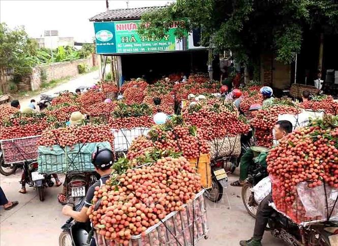 Kim ngạch xuất khẩu nông, lâm, thuỷ sản liên tục tăng, thị trường tiêu thụ được mở rộng. Trong ảnh: Tỉnh Bắc Giang chú trọng sản xuất nông nghiệp tốt gắn với xây dựng chuỗi giá trị theo hướng an toàn đảm bảo chất lượng vùng nguyên liệu đáp ứng nhu cầu trong nước và xuất khẩu. Ảnh: Vũ Sinh - TTXVN
