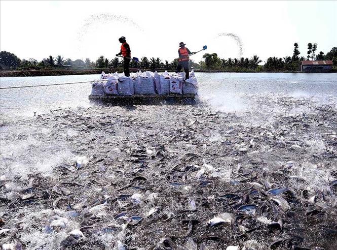 Kinh tế các vùng chuyển dịch tích cực trên cơ sở khai thác hiệu quả hơn tiềm năng, lợi thế so sánh của từng vùng. Trong ảnh: Khu vực đồng bằng sông Cửu Long phát huy thế mạnh về nuôi trồng thuỷ sản. Ảnh: Vũ Sinh – TTXVN
