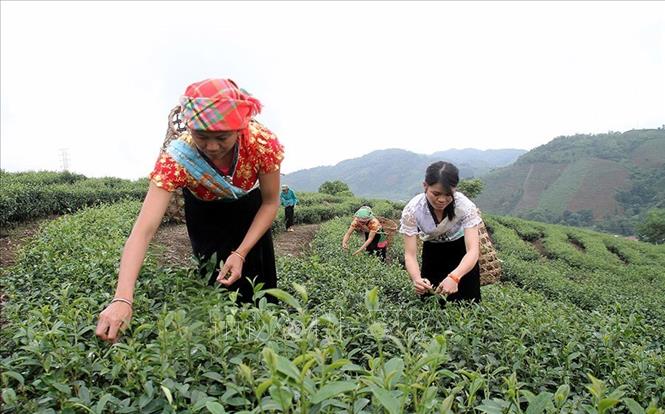 Trong ảnh: Đồng bào các dân tộc tỉnh Lai Châu áp dụng khoa học công nghệ để tạo chuỗi giá trị từ sản xuất, xây dựng nhãn hiệu, tiêu thụ sản phẩm, góp phần nâng cao thu nhập, xây dựng nông thôn mới. Ảnh: Việt Hoàng - TTXVN
