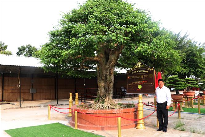 Đồng Tháp: Cây sanh bonsai có đường kính tán lớn nhất Việt ...