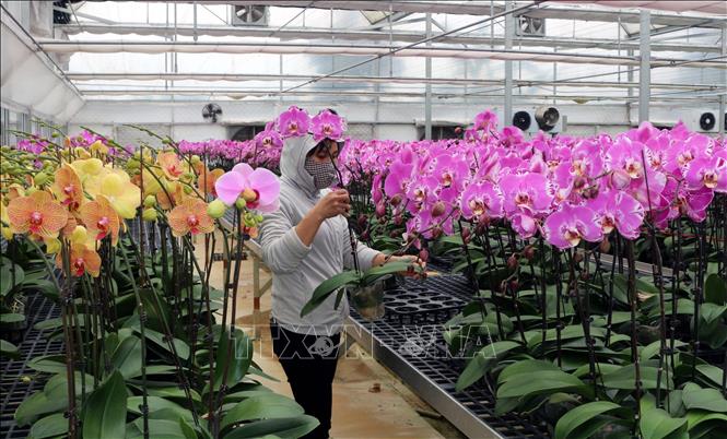 Photo: Orchirds for Tet are nurtured at the Phu Van High Tech Agricultural Development And Investment Stock Company in the northern province of Ha Nam. VNA Photo