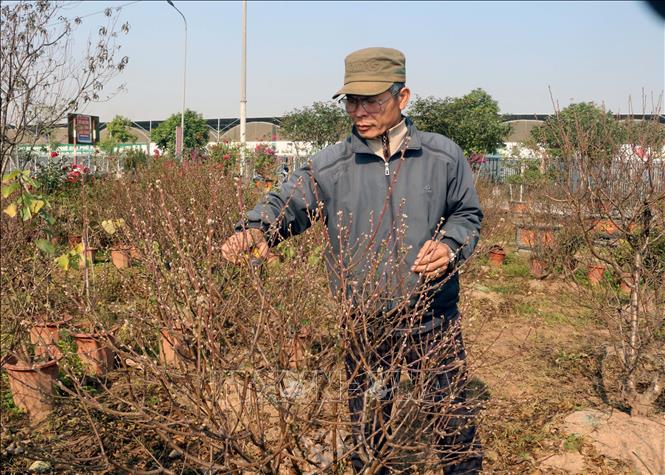 Photo: A peach garden in Phu Van commune in the northern province of Ha Nam. VNA Photo 
