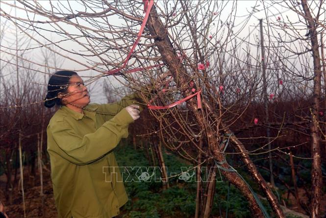 Photo: A peach garden in Nhat Tan precinct, Tay Ho district of Hanoi. VNA Photo 