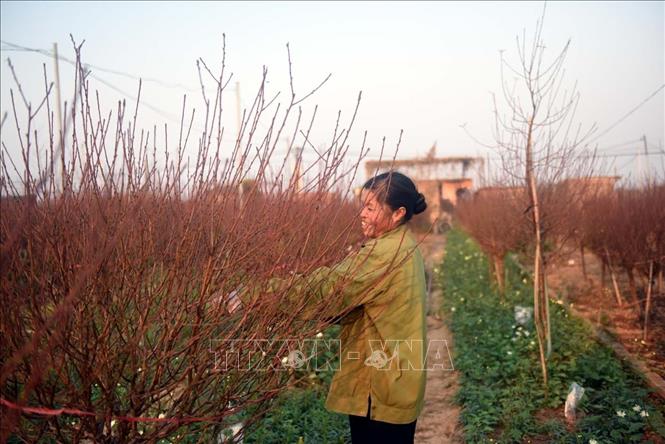 Photo: A peach garden in Nhat Tan precinct, Tay Ho district of Hanoi. VNA Photo 