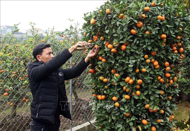 Photo: A kumquat garden in Lien Nghia commune of the northern province of Hung Yen. VNA Photo 
