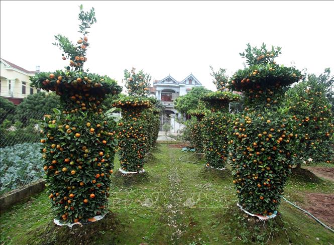 Photo: Kumquat growers in Lien Nghia commune of the northern province of Hung Yen have many unique ideas about the shape of their trees. VNA Photo 