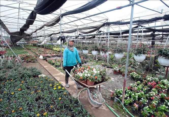 Photo: Flowers for Tet are available in Phung Cong commune of the northern province of Hung Yen. VNA Photo 