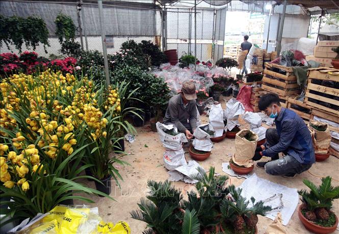 Photo: Flowers for Tet are available in Phung Cong commune of the northern province of Hung Yen. VNA Photo 