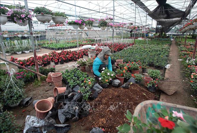 Photo: Flowers for Tet are available in Phung Cong commune of the northern province of Hung Yen. VNA Photo 
