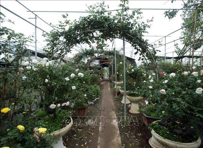 Photo: Flowers for Tet are available in Phung Cong commune of the northern province of Hung Yen. VNA Photo 