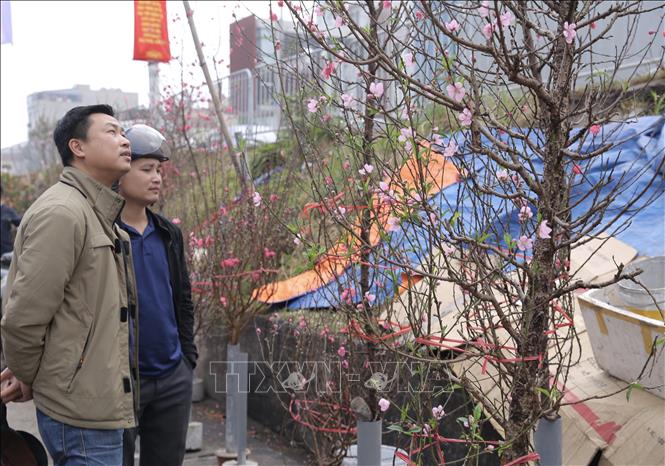 Trong ảnh: Nhiều người dân Hà Nội vẫn duy trì thói quen ra tận chợ hoa Quảng Bá lựa từng cành, từng cây đào về chơi Tết. Ảnh: Hoàng Hiếu - TTXVN