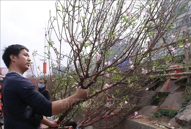 Trong ảnh: Nhiều người dân Hà Nội vẫn duy trì thói quen ra tận chợ hoa Quảng Bá lựa từng cành, từng cây đào về chơi Tết. Ảnh: Hoàng Hiếu - TTXVN