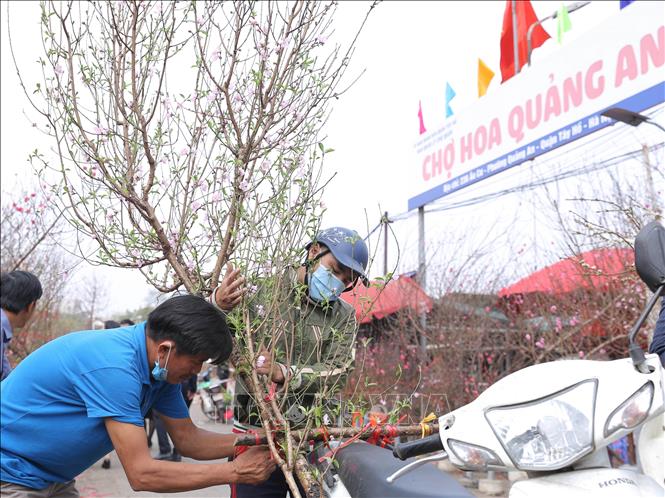 Trong ảnh: Người dân lựa chọn đào chơi Tết. Ảnh: Hoàng Hiếu - TTXVN