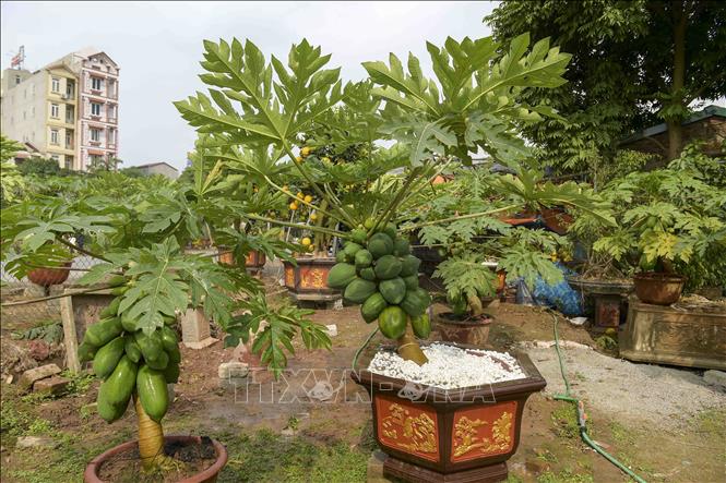 Trong ảnh: Nhiều chậu đu đủ bonsai đã có người đặt hàng gần hết, giá cây từ vài triệu đến gần 20 triệu đồng. Ảnh: Phạm Kiên - TTXVN