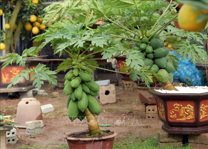 Trong ảnh: Cây đu đủ bonsai có thể phát triển tốt trong chậu, nhiều quả và to tròn, cần trồng bằng loại đất thịt ải hoặc đất mới chưa qua gieo trồng bất cứ loại rau màu nào. Ảnh: Phạm Kiên - TTXVN
