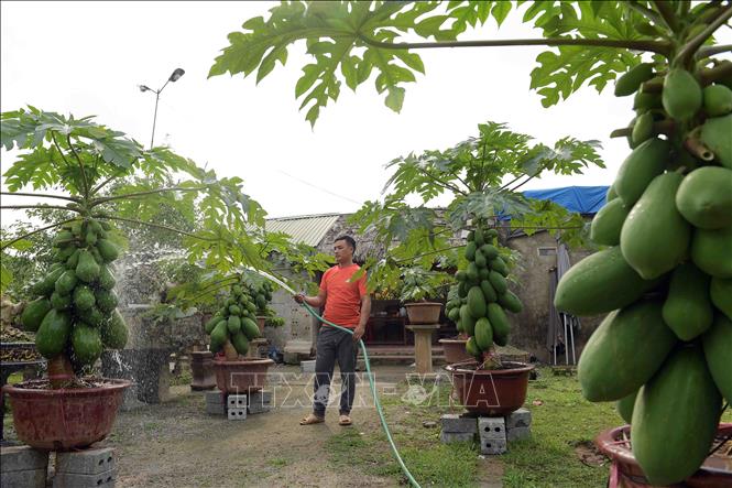 Trong ảnh: Người dân chăm sóc cây đu đủ bonsai chuẩn bị phục vụ cho nhu cầu chơi cây cảnh của người dân cho thị trường Tết nguyên đán Tân Sửu 2021. Ảnh: Phạm Kiên - TTXVN