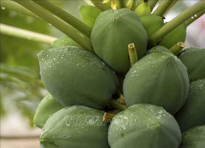 Trong ảnh: Đến khi đánh cây vào chậu vẫn phải chăm sóc đặc biệt, tưới nước đầy đủ làm sao cho cây vừa đủ độ ẩm, như vậy quả và lá mới đẹp. Ảnh: Phạm Kiên - TTXVN