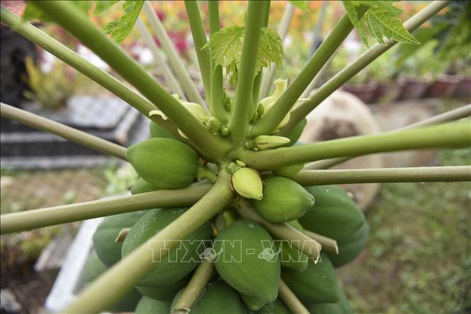 Trong ảnh: Một cây đu đủ bonsai đẹp phải hội tụ nhiều yếu tố: thế cây đẹp; đủ hoa nở; quả to và đều; lá xanh đẹp và có lá lộc. Ảnh: Phạm Kiên - TTXVN