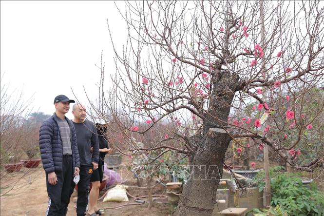 Trong ảnh: Còn hai tuần nữa đến Tết Tân Sửu, nhiều khách hàng đã đến tận vườn chọn những cây đào ưng ý nhất về chơi Tết. Ảnh: Hoàng Hiếu - TTXVN
