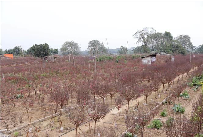 Trong ảnh: Sắc đỏ của một vườn đào làng Nhật Tân. Ảnh: Hoàng Hiếu - TTXVN