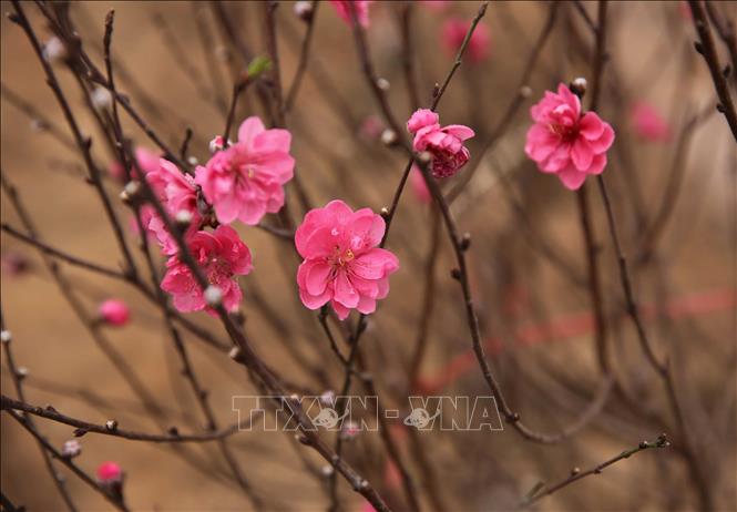 Trong ảnh: Những cây đào tuốt lá sớm để hoa nở vào dịp Tết đã bắt đầu khoe sắc trong vườn. Ảnh: Phạm Kiên - TTXVN